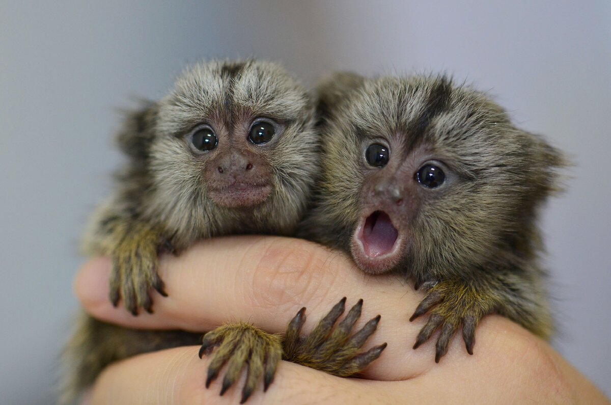 Карликовая обезьяна мармозетка