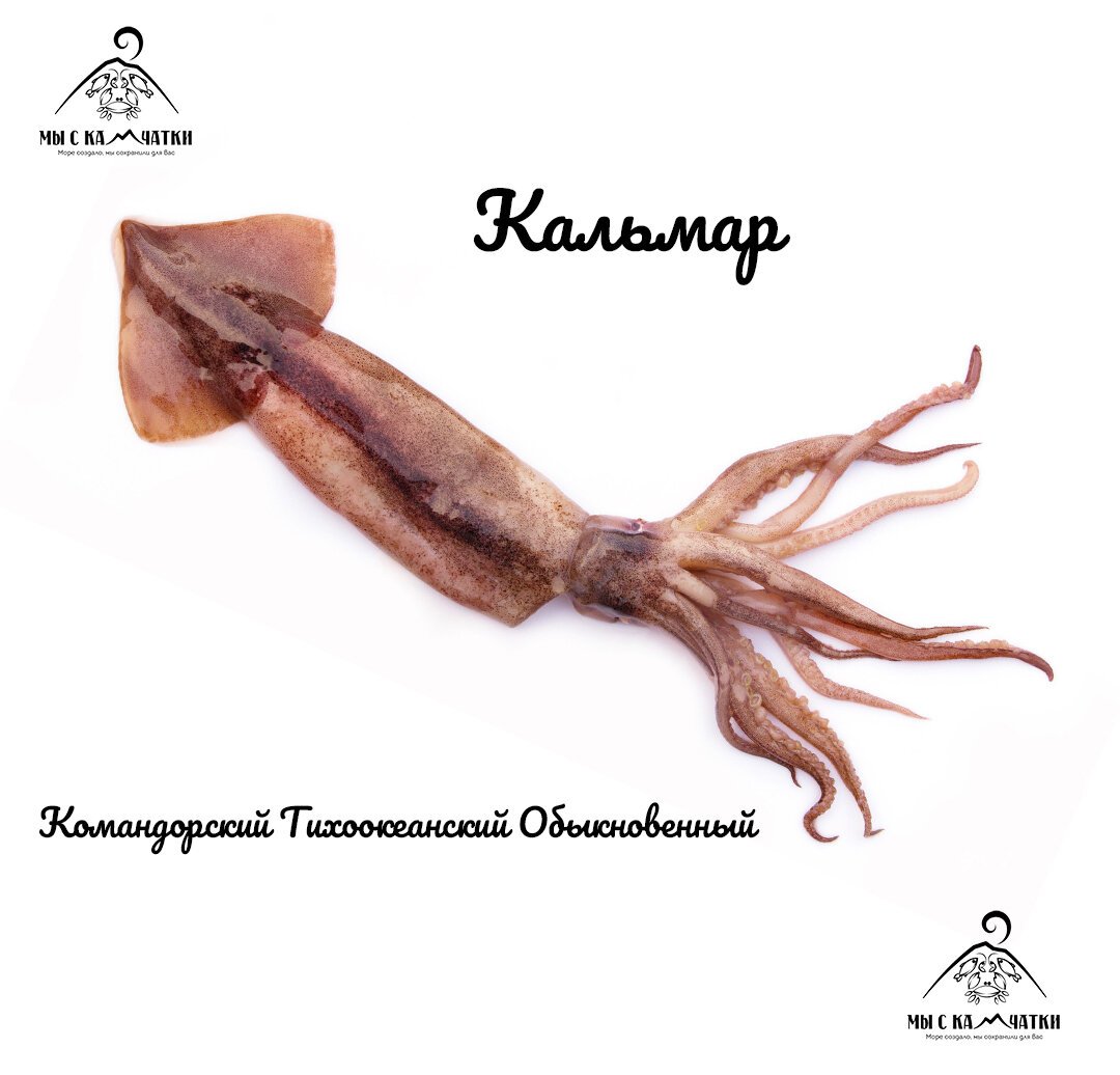 Выкройка кальмара