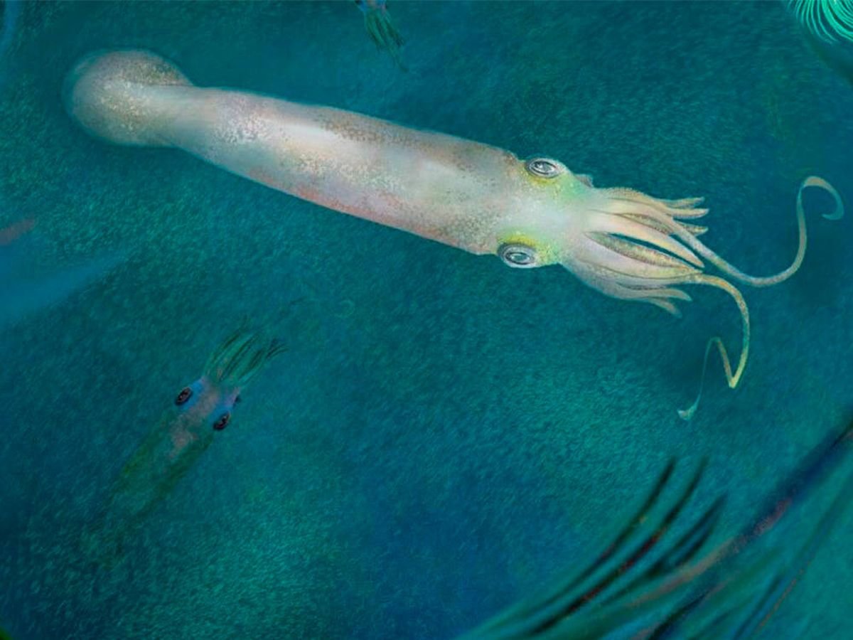 Адский кальмар вампир