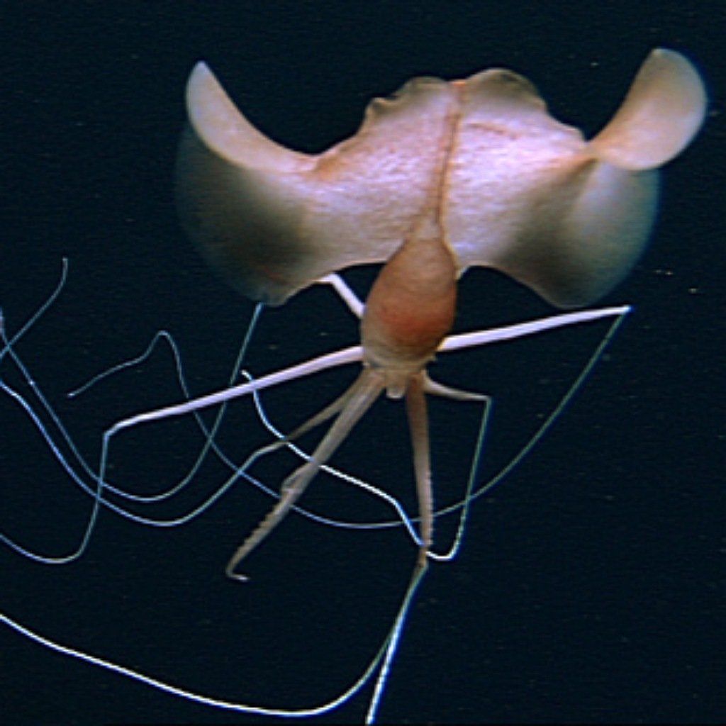 Магнапинна размер