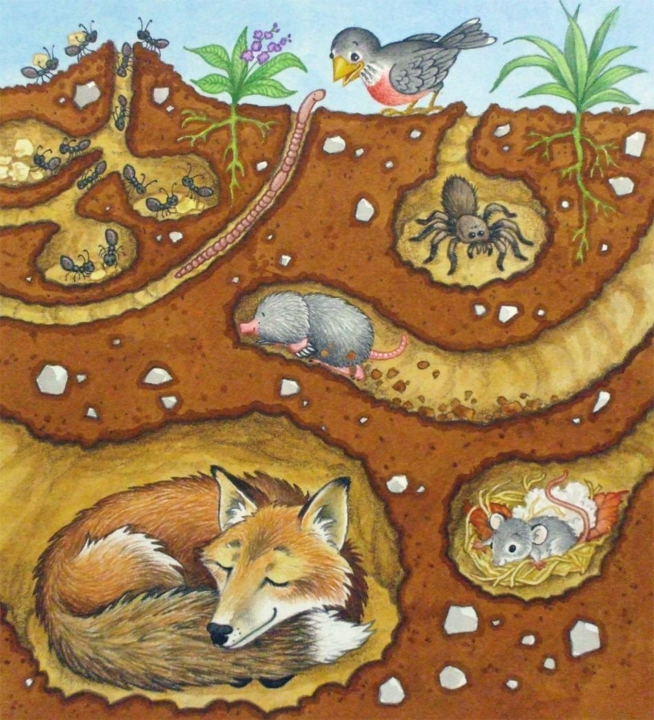 Лиса в норе