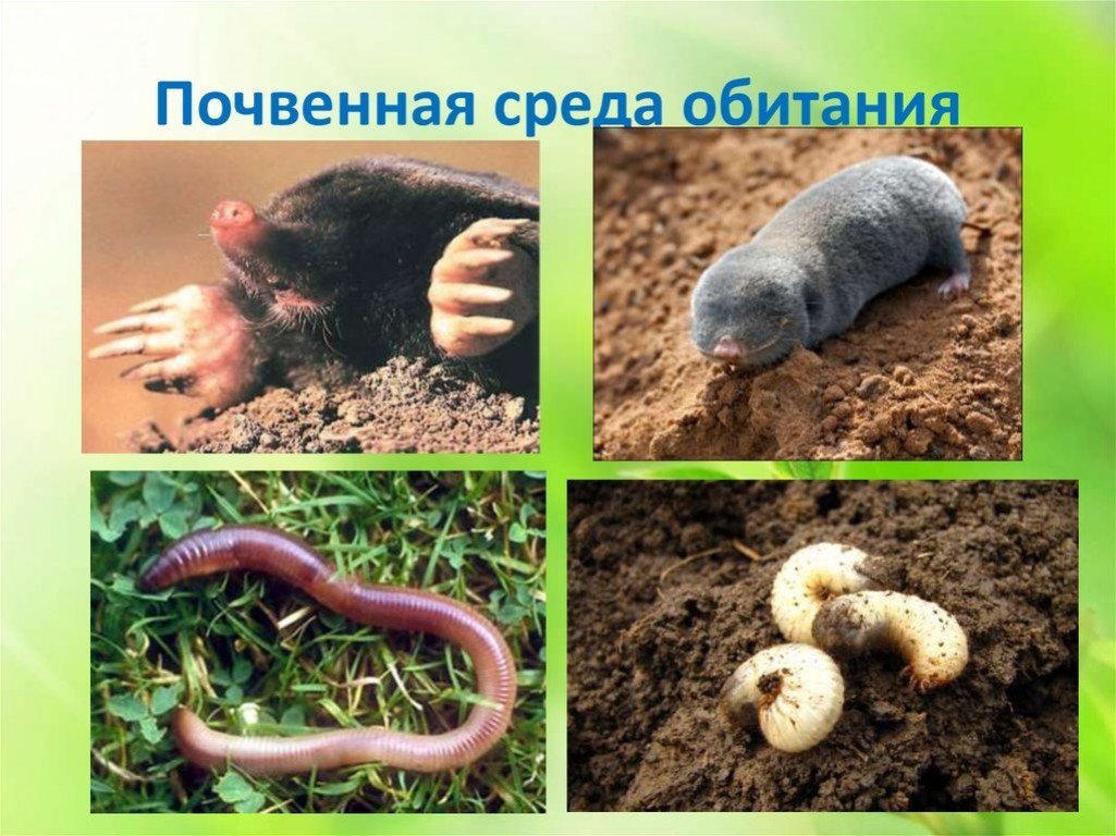 Живые организмы в почвенной среде обитания