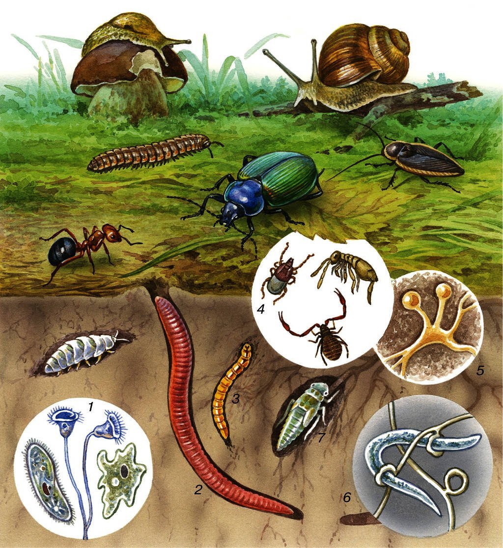 Обитатели почвы