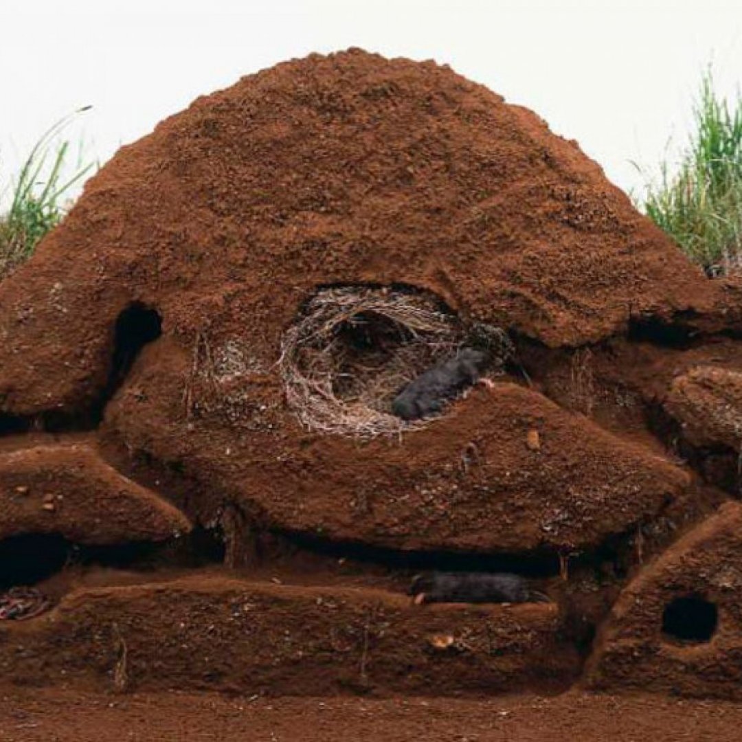 Вомбат в норе