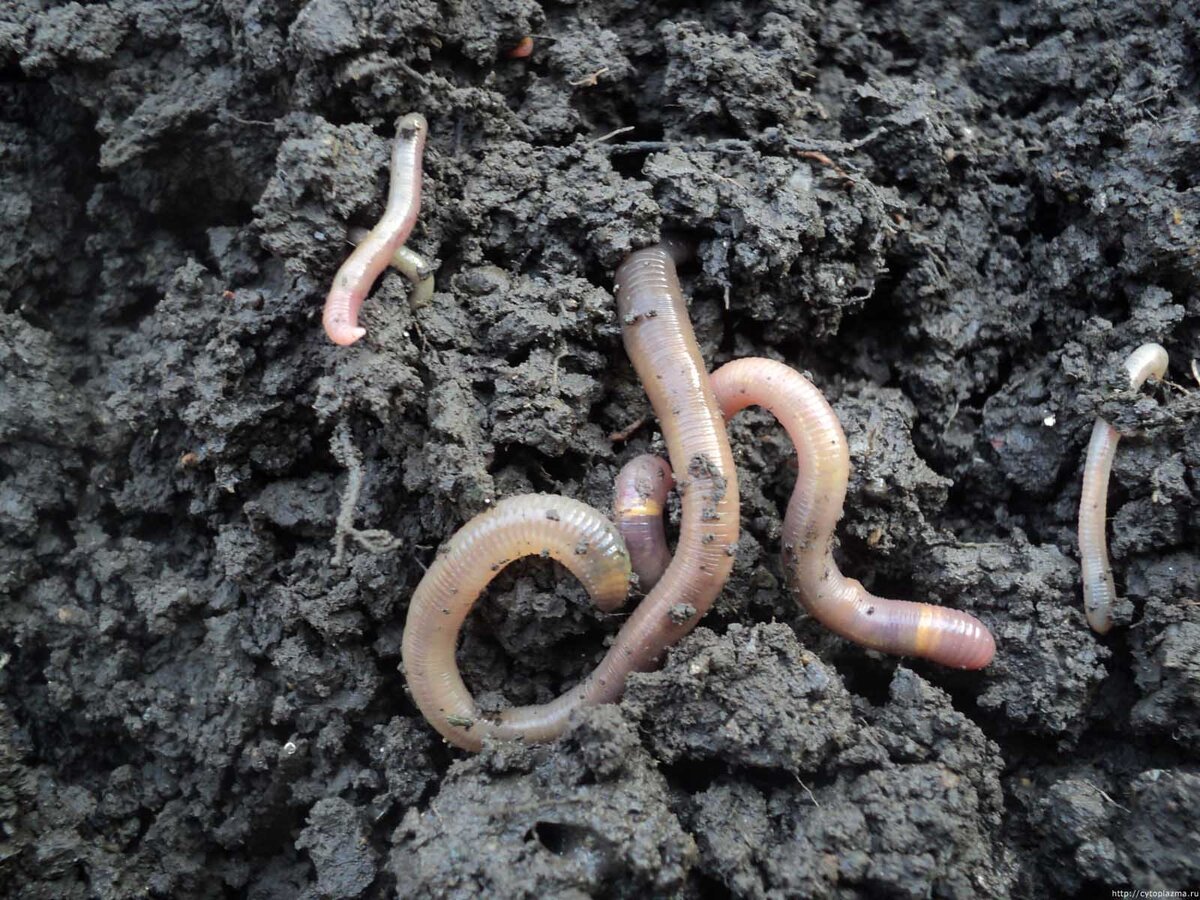 Дождевые черви рыхлят землю