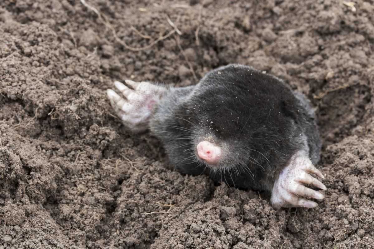 Крот почвенная среда