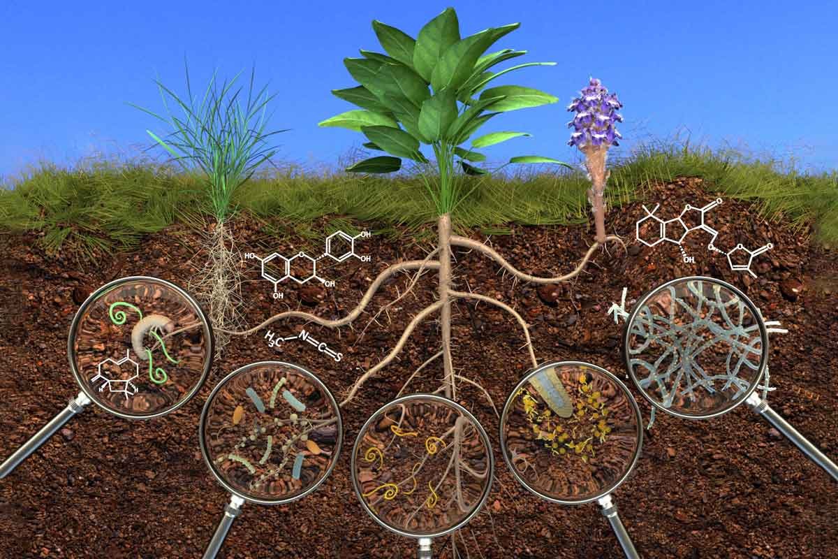 Ризосфера микроорганизмы