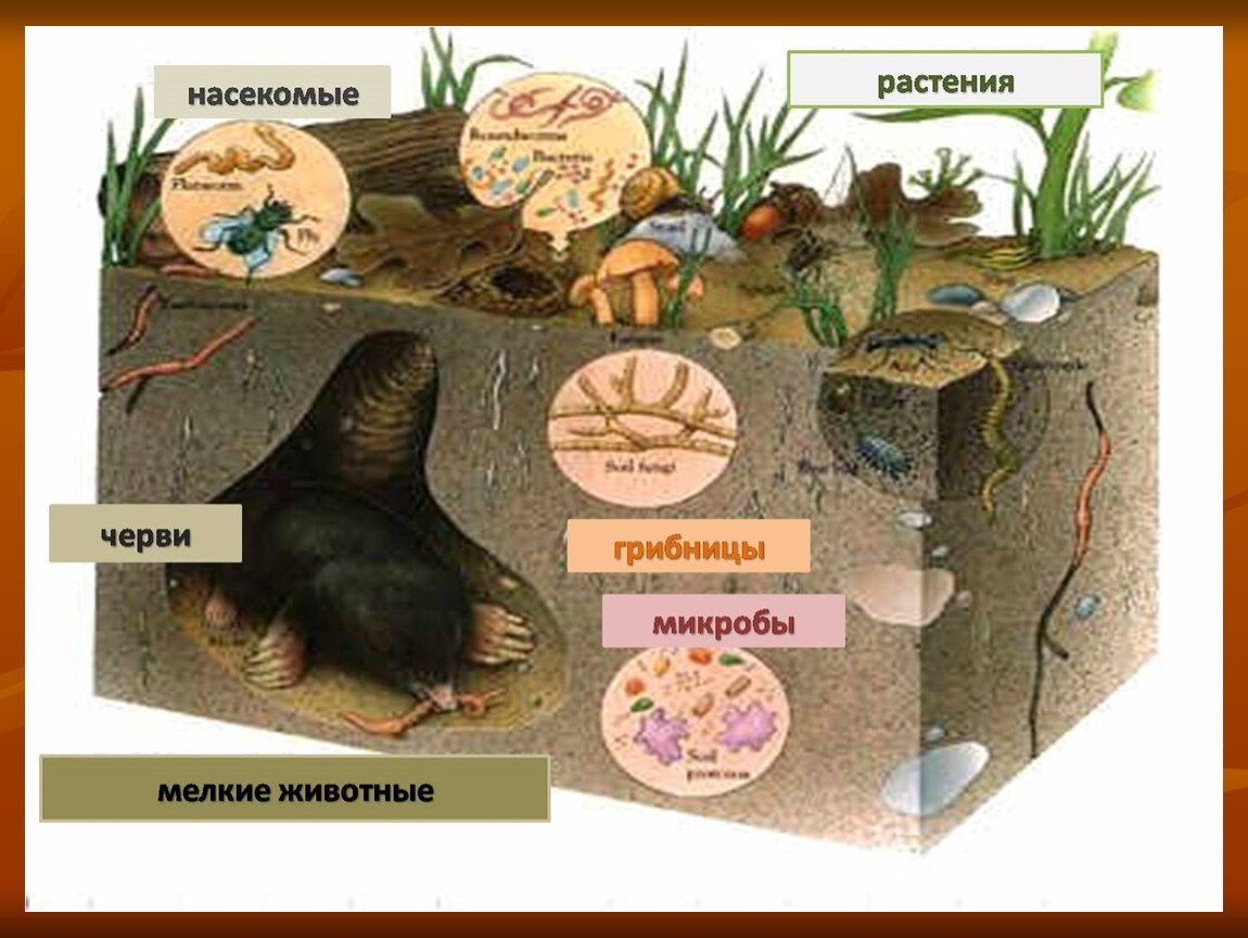 Живые обитатели почвы