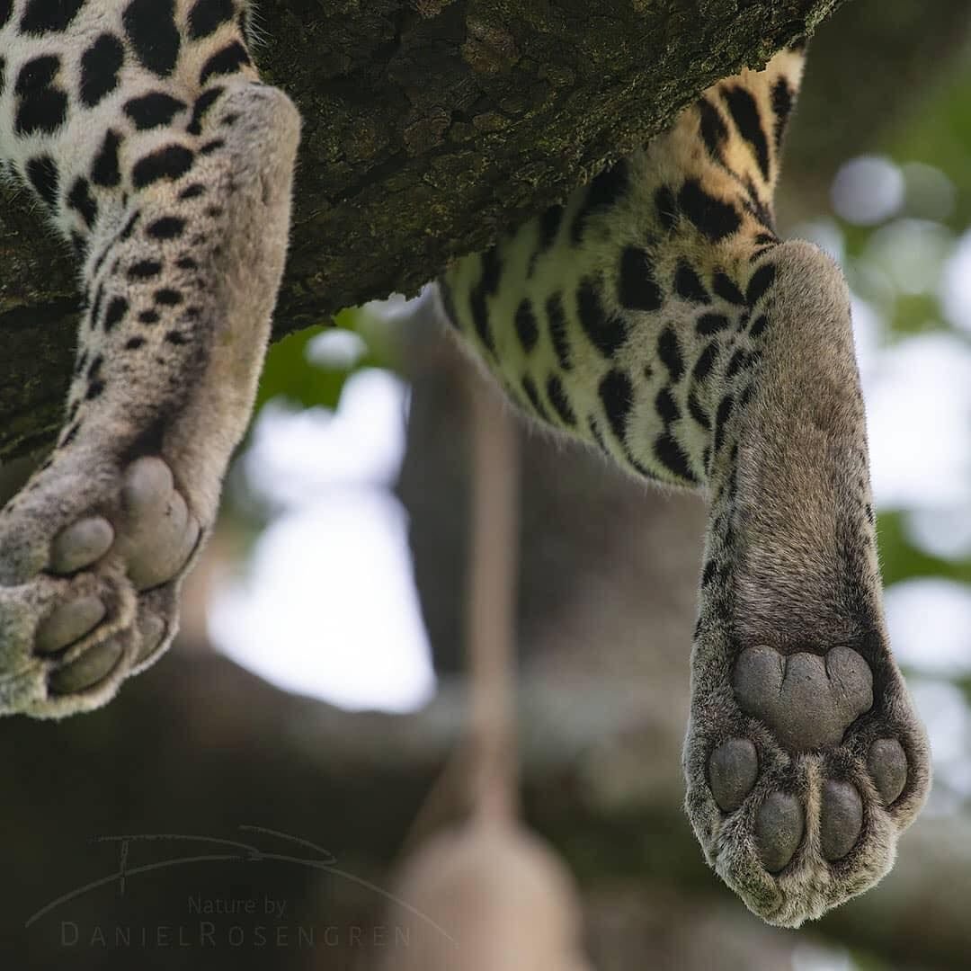 Леопард релакс