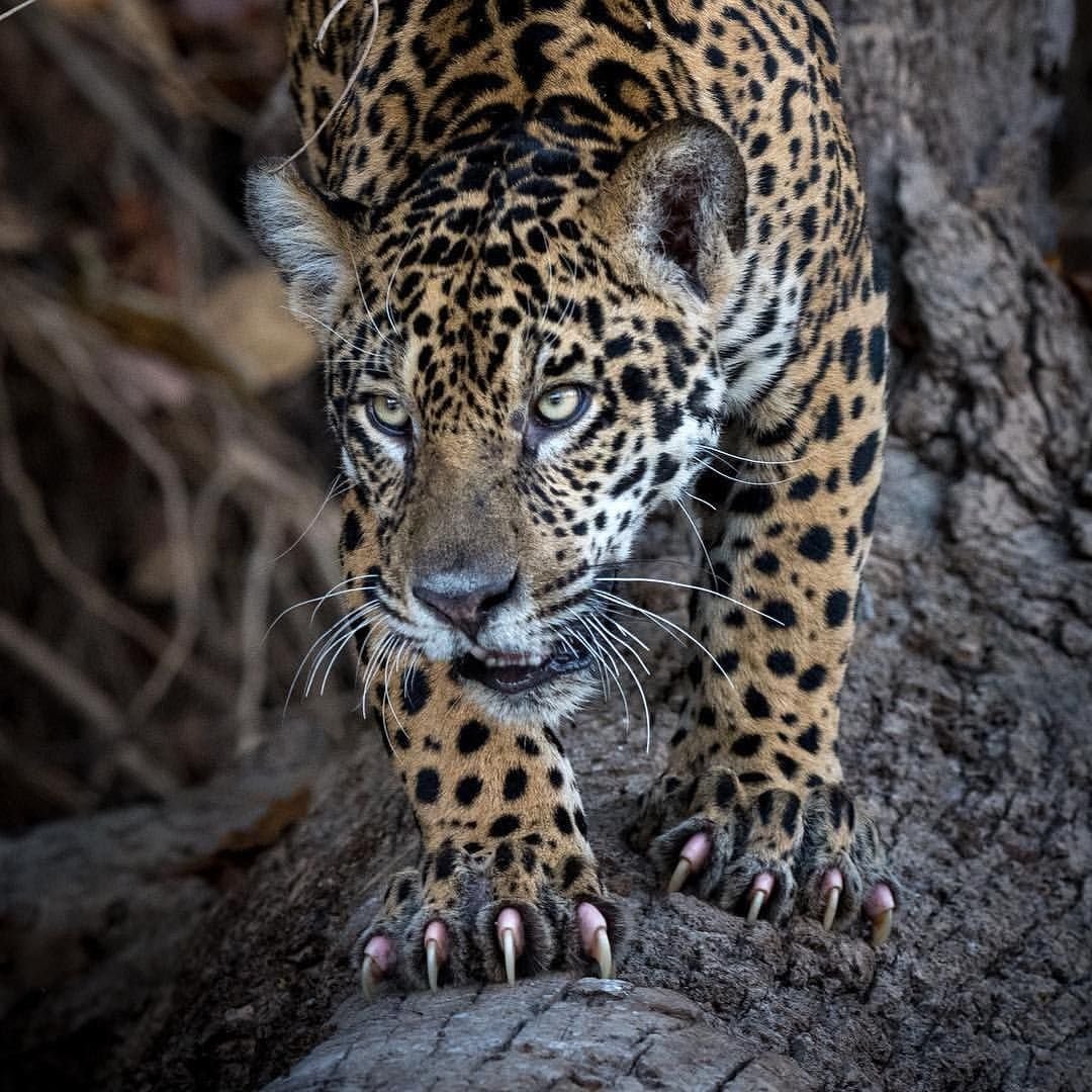 Когти ягуара