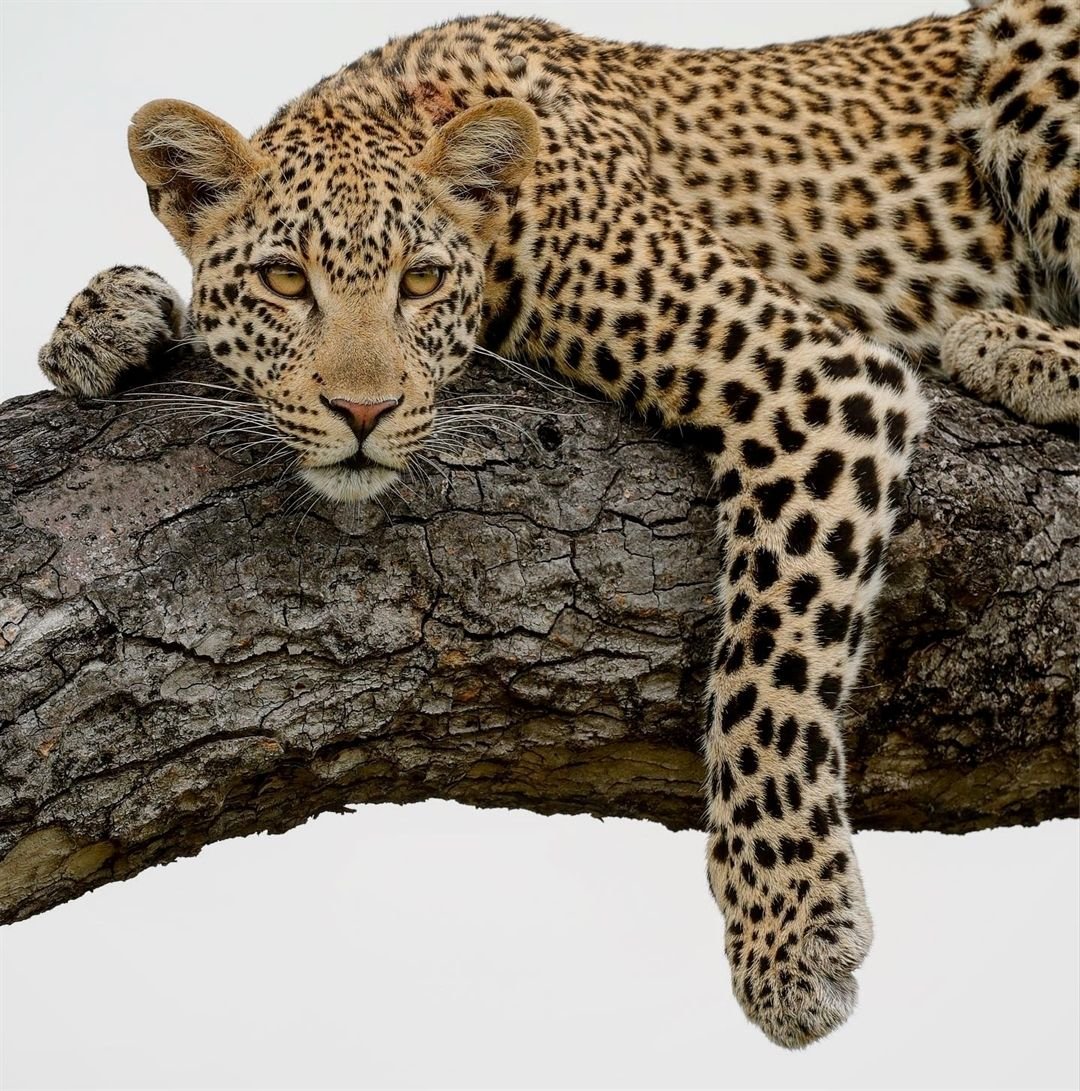 Леопард референс