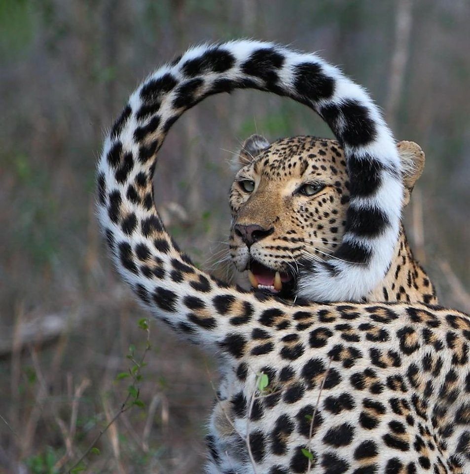 Прекрасные яйца яванского леопарда