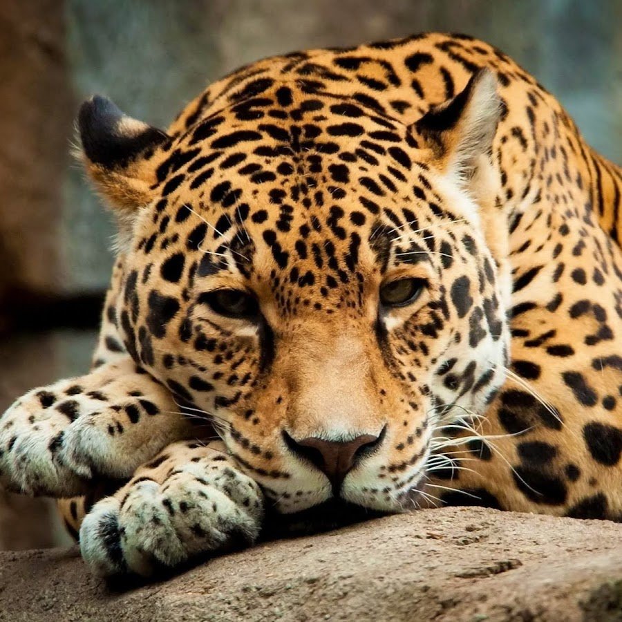 Лапа ягуара