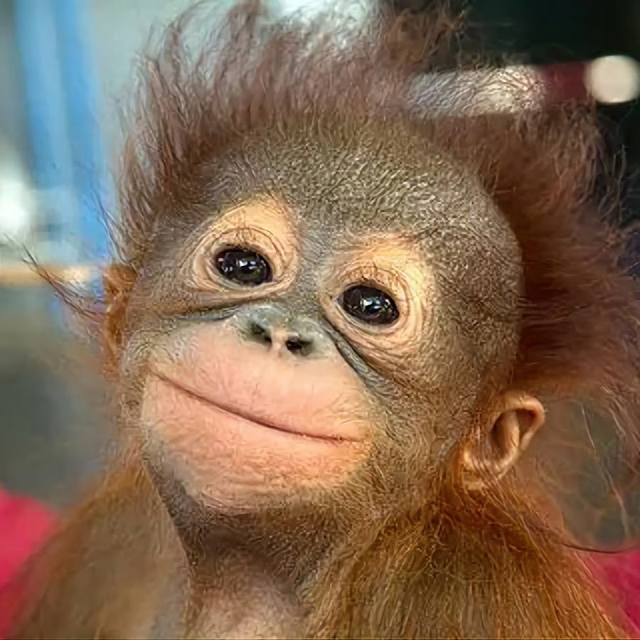 Шутки про обезьян