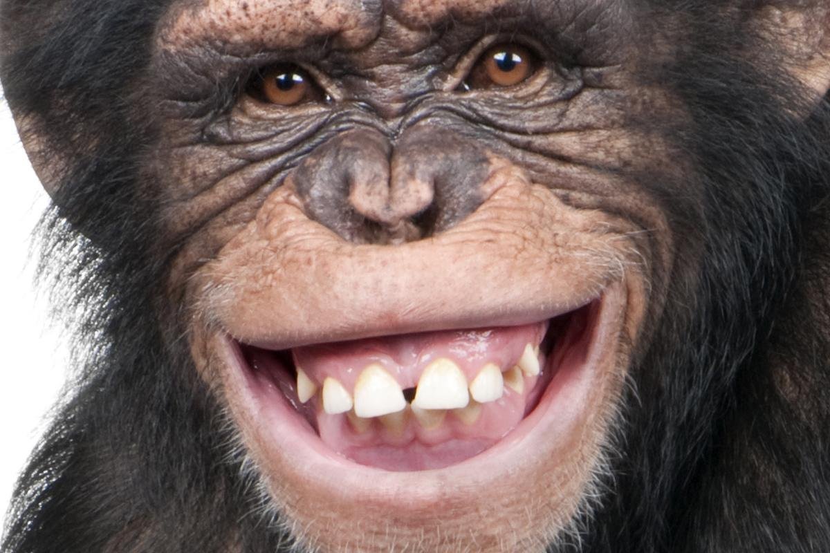 Обезьянка улыбается