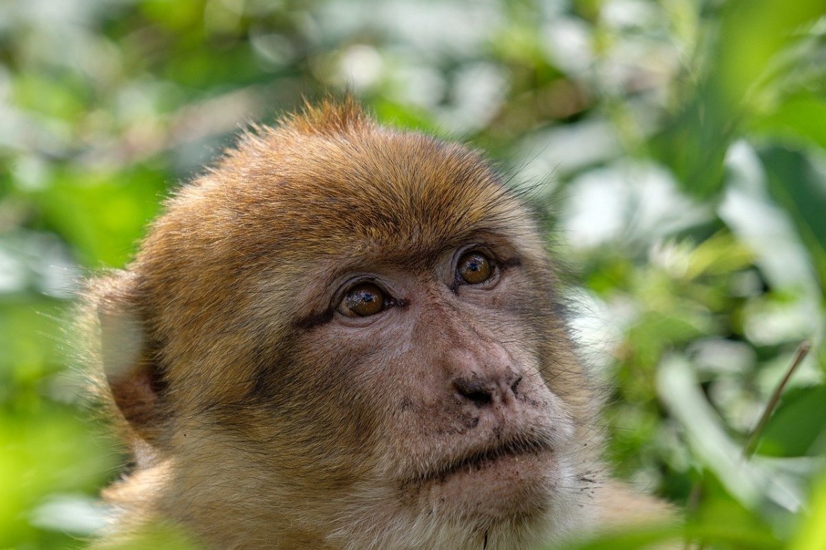 Кунац меймун