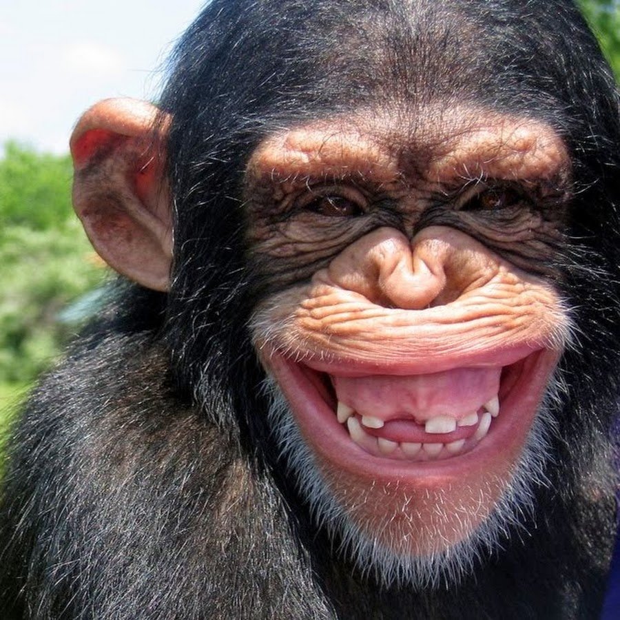 Обезьяна смеется