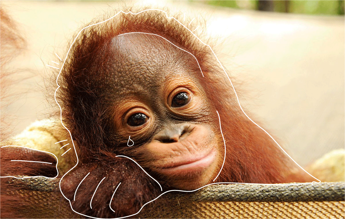 Обезьяны орангутан детеныш