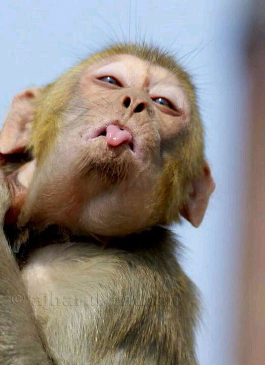 Смешные обезьяны