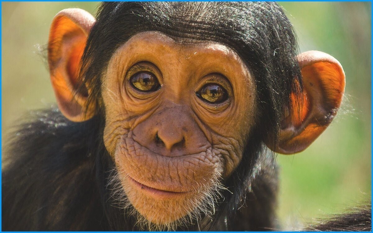 Кунац меймун