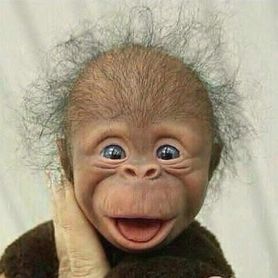 Симпатичная обезьянка