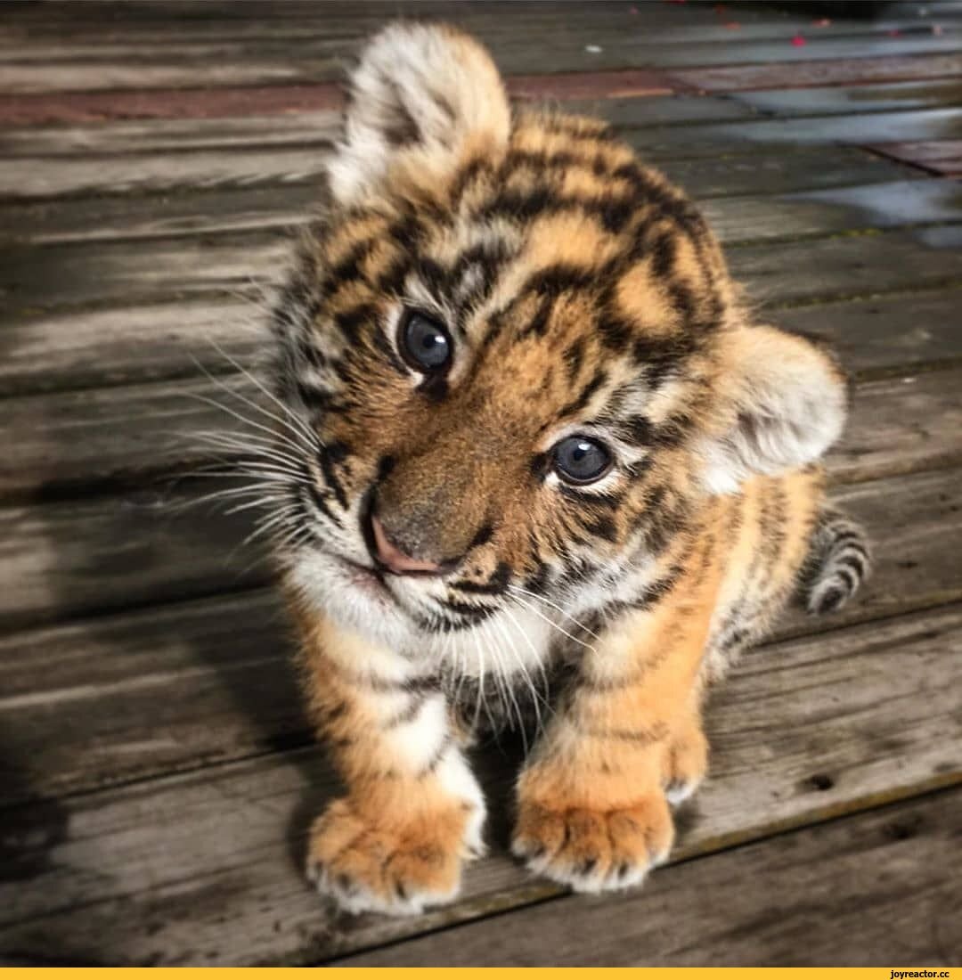 Маленький тигр