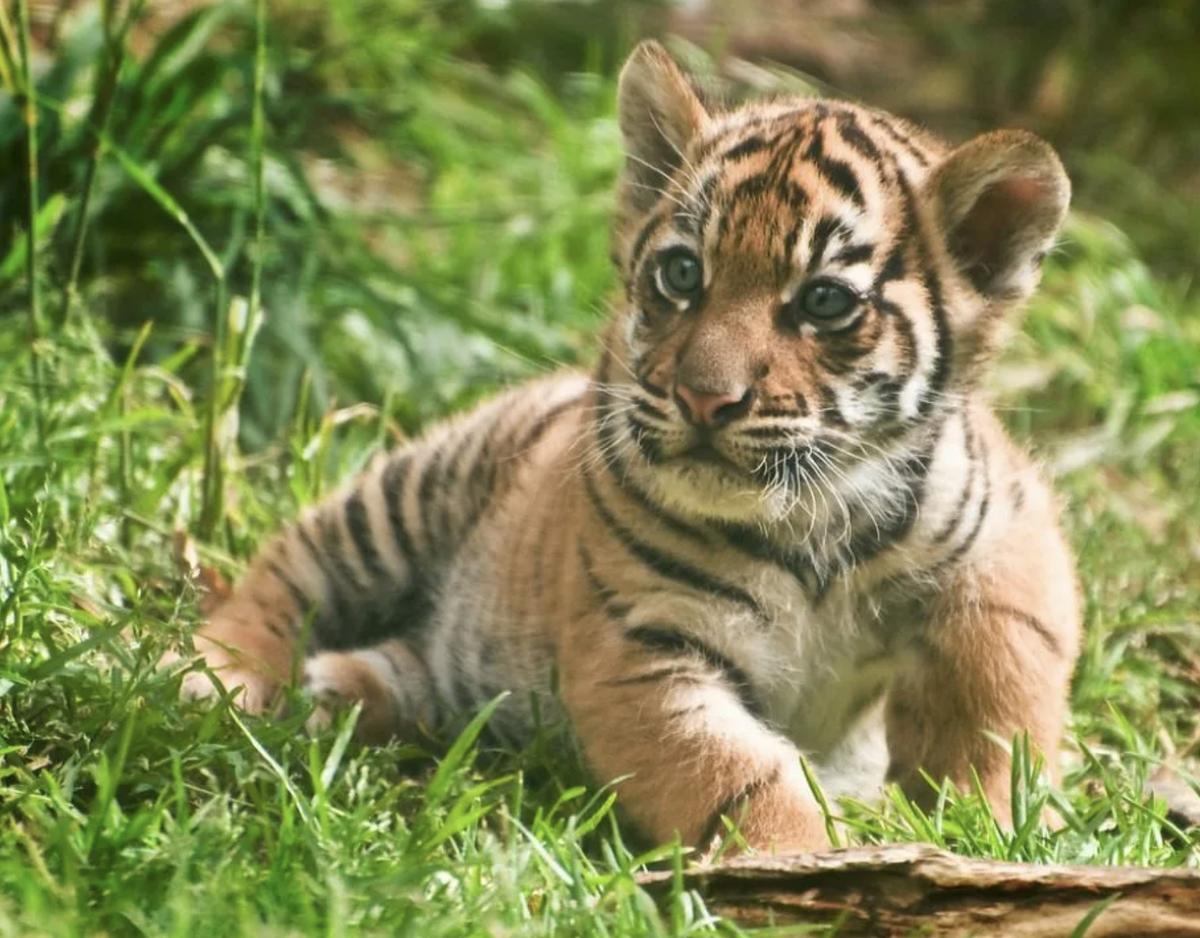 Тайгер тигр