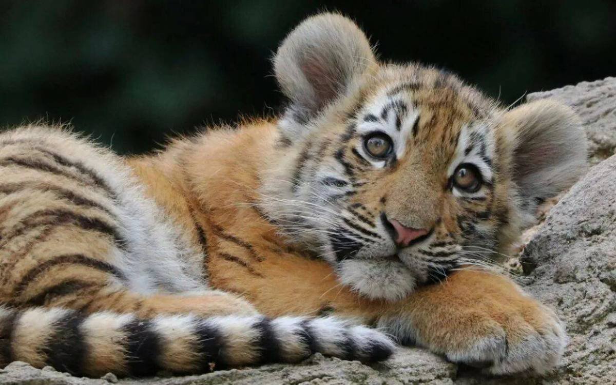 Белый Амурский Тигренок