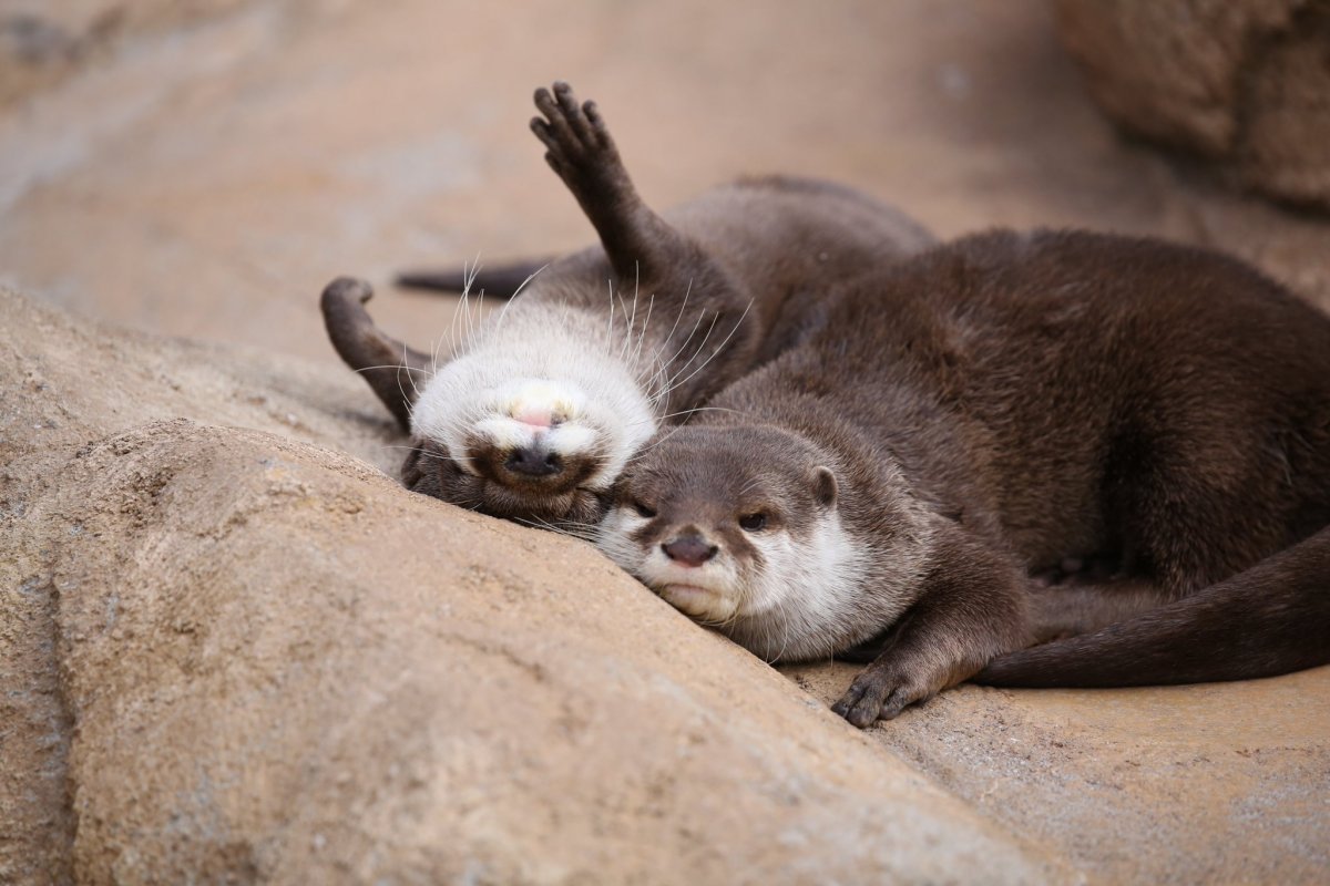 Выдра с детенышем