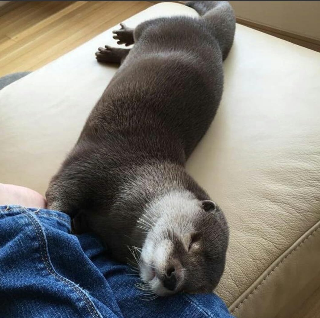 Каланы спят