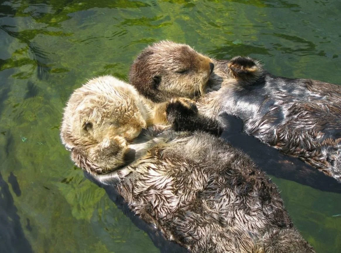 Калан Камчатский