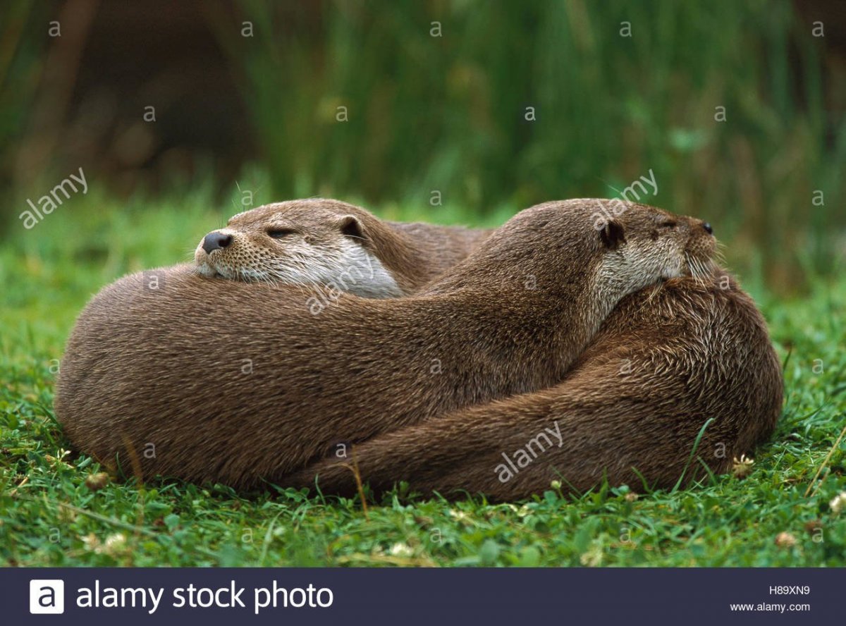 Выдра Котаро