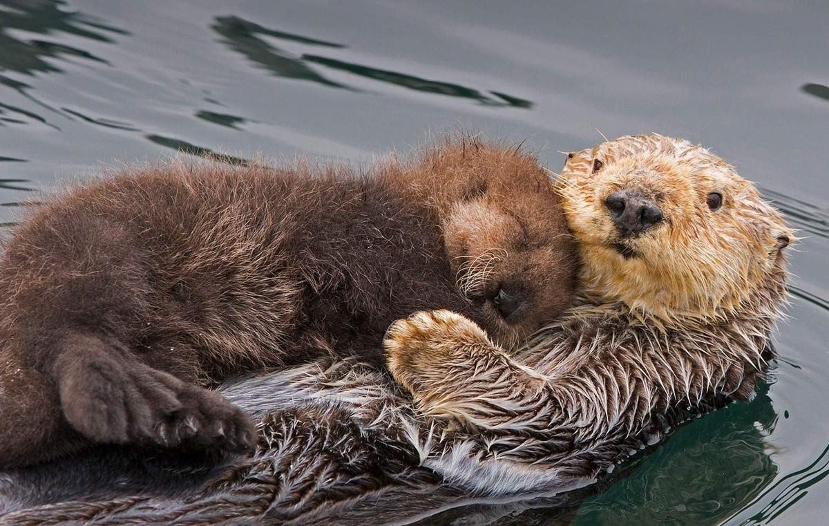 Калан животное