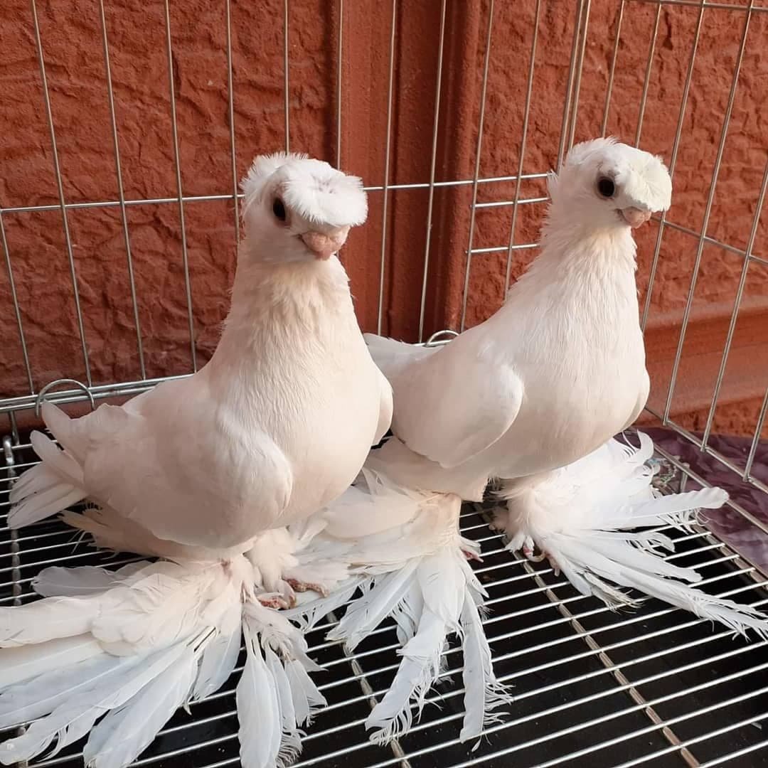 Порода голубей касаны
