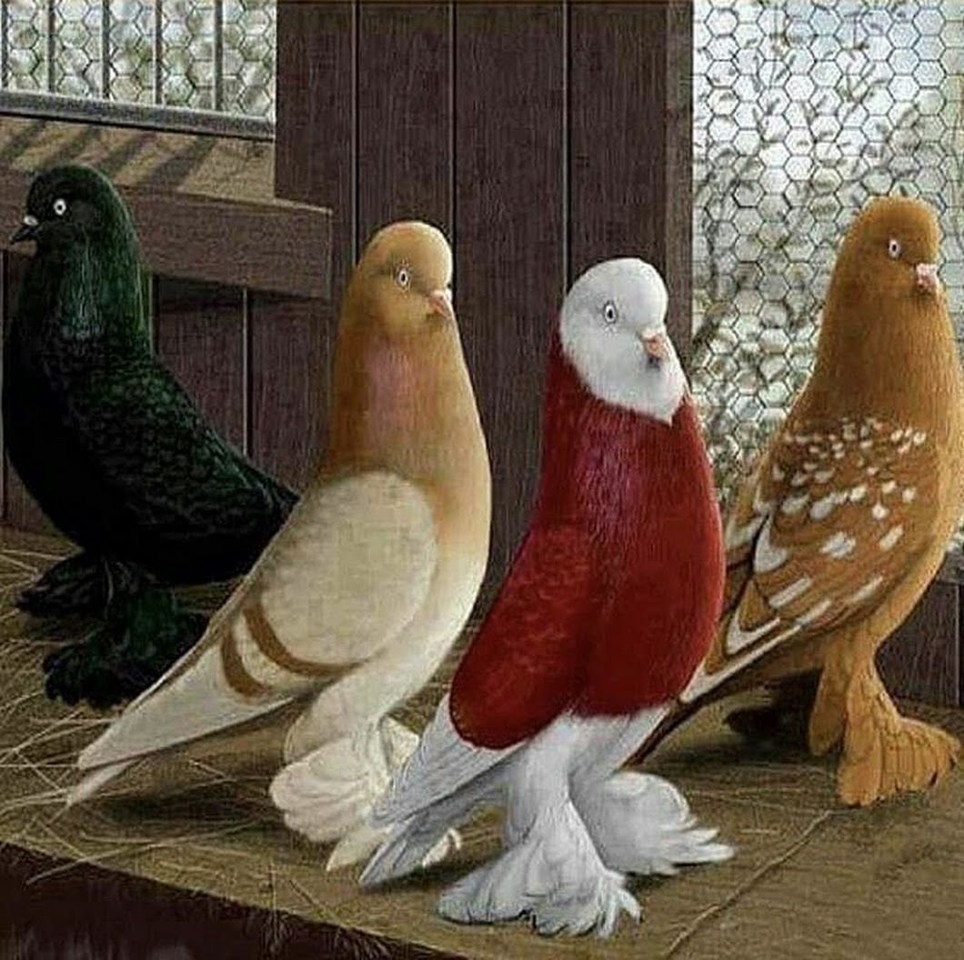 Самые красивые голуби