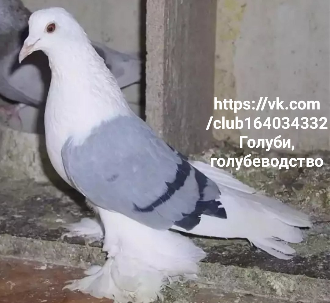 Голуби Тульские БЕЛОПОЯСЫЕ
