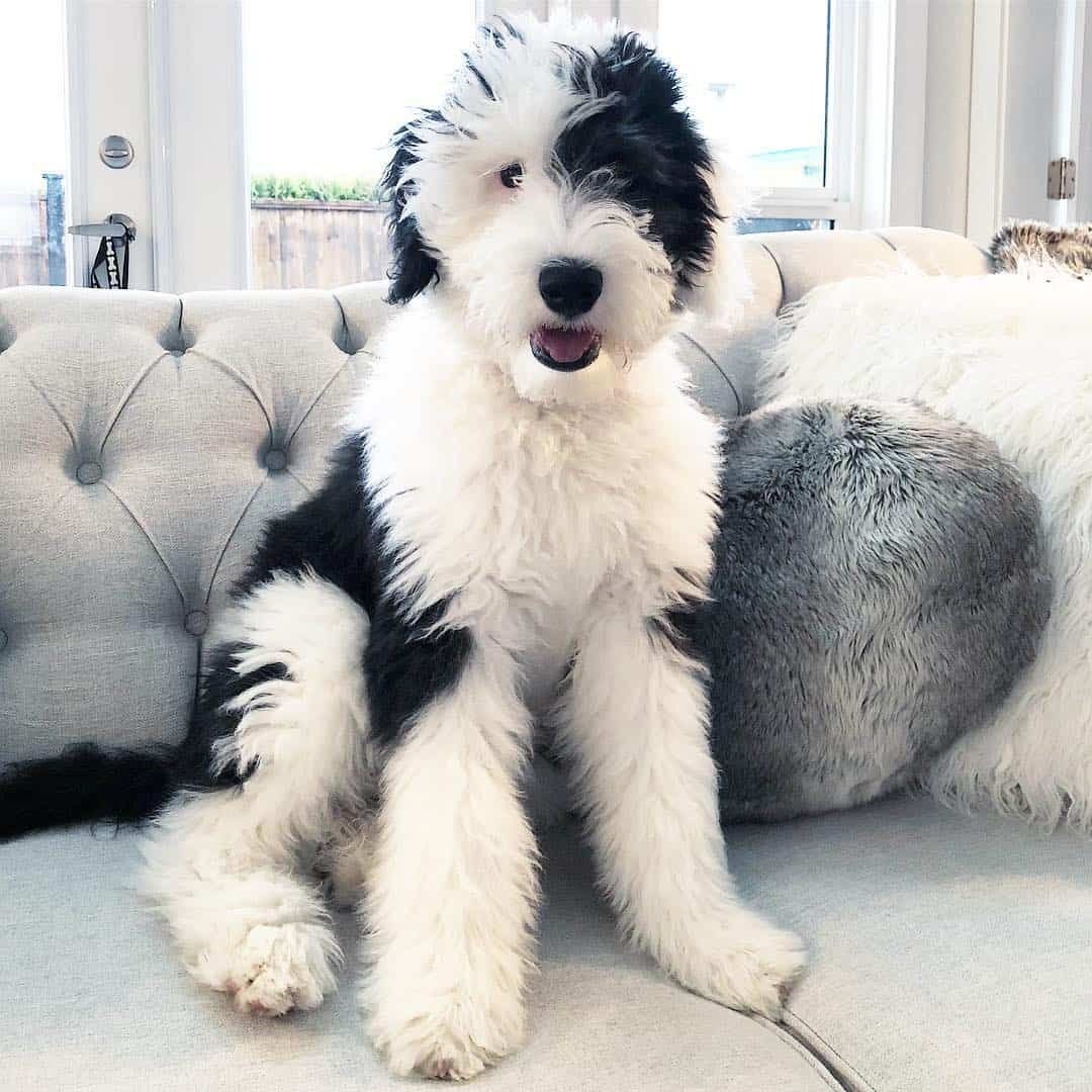 Sheepadoodle порода собак