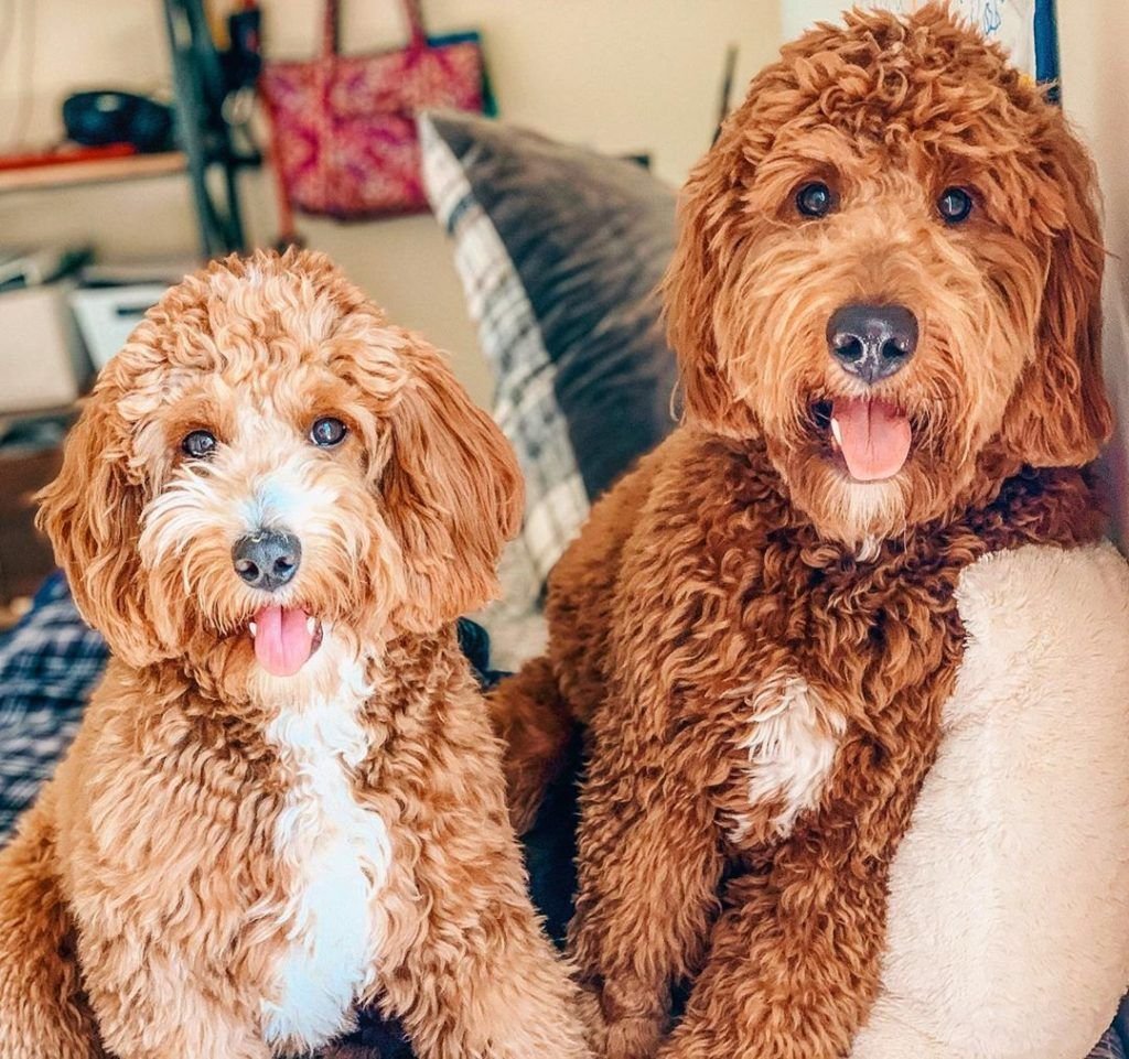Mini Goldendoodle