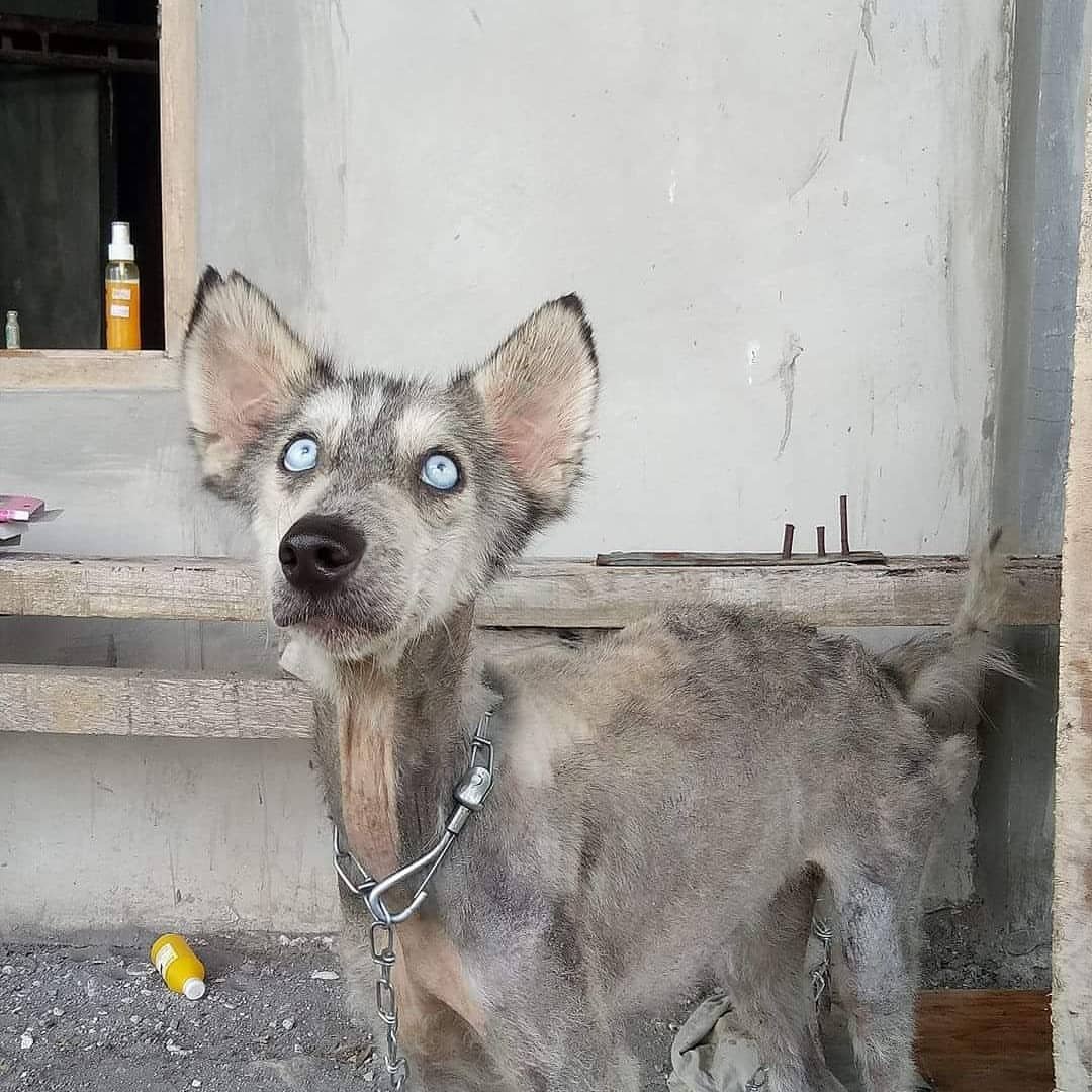 Дворняга собака