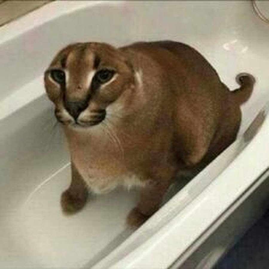 Кот Шлепа