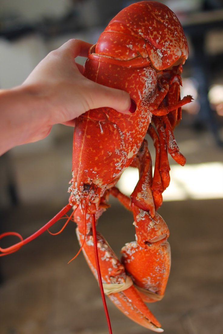 Морепродукты Омар лангуст