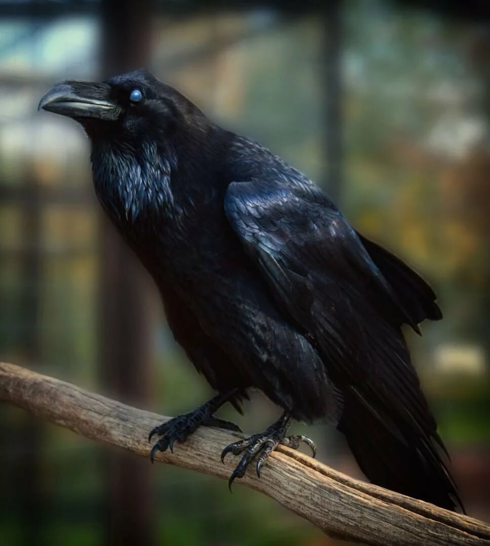 Корвус ворон