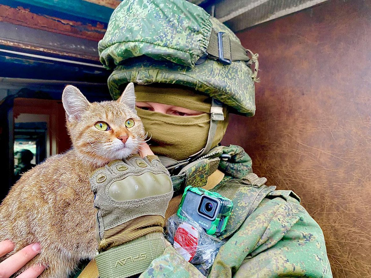 Кот солдат
