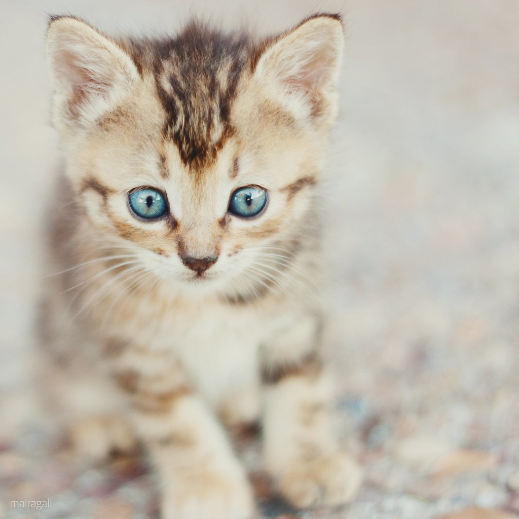 Brown eyed Kitty