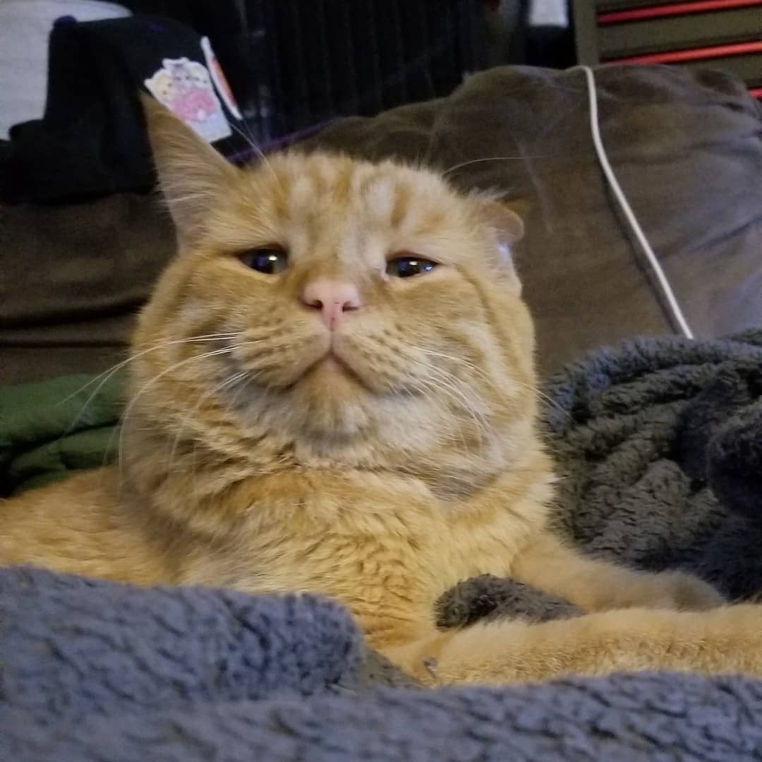 Кот Оранджи знаменитый