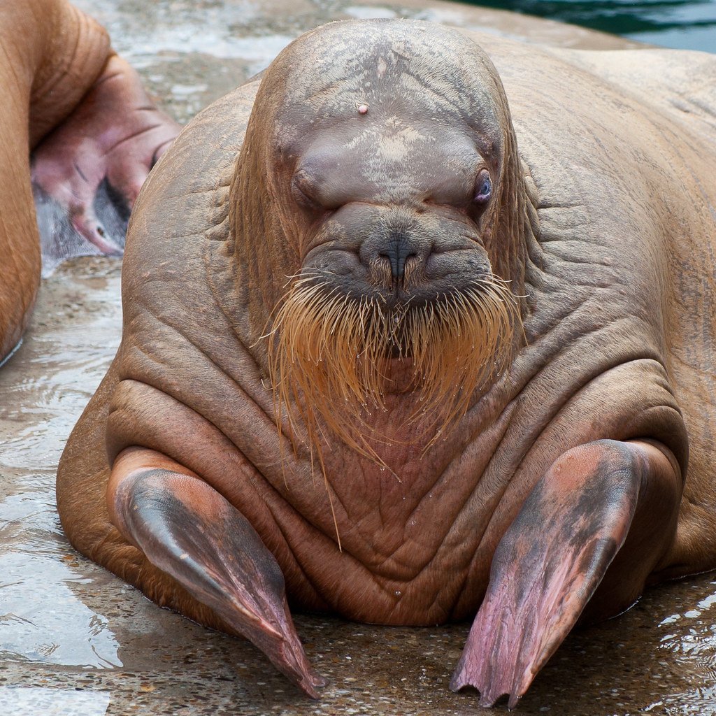 Walrus Моржик