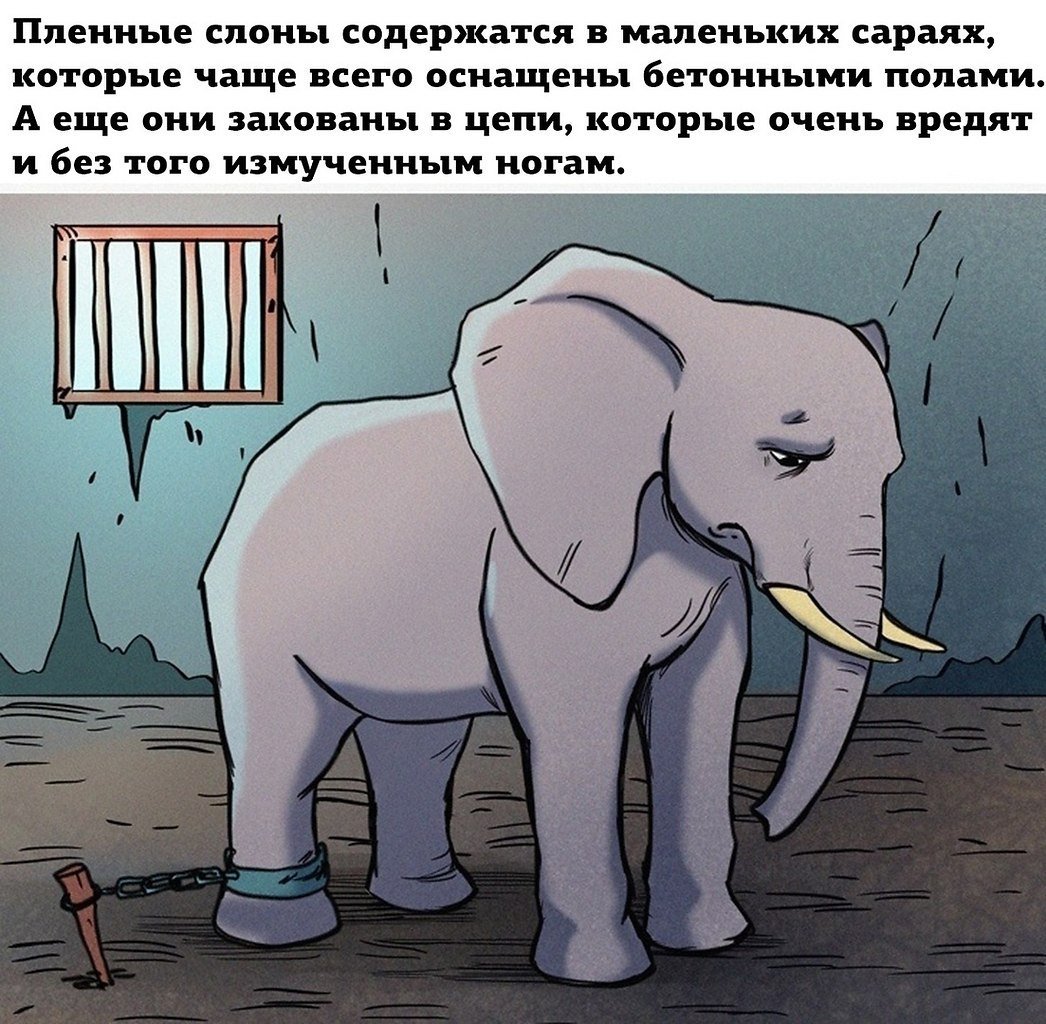 Шутка про слона