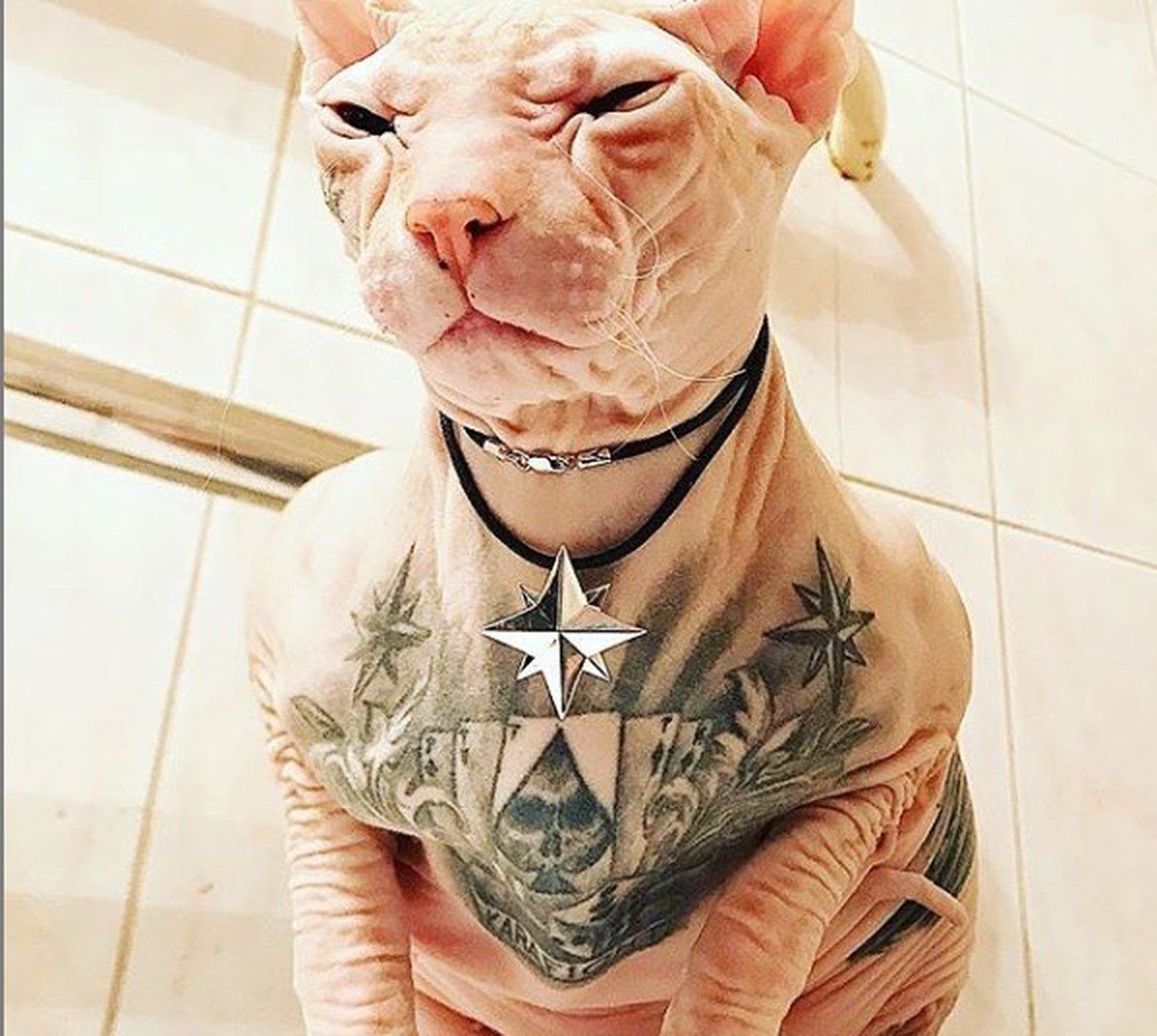 Кот лысый сфинкс татуированный