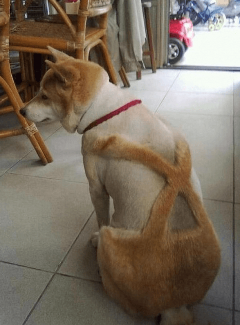 Неудачные стрижки собак