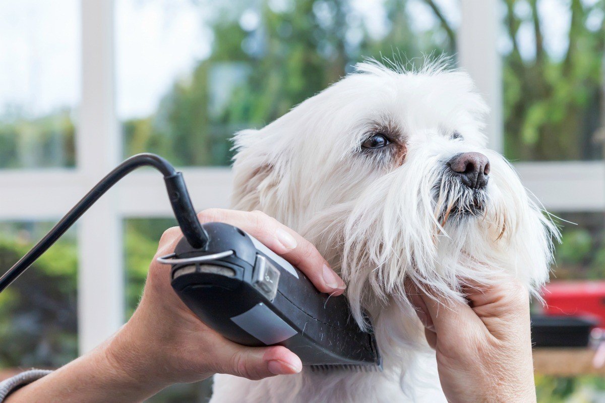 Pet Grooming